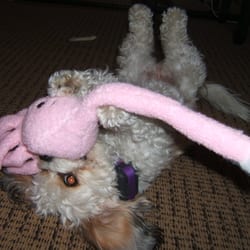 I Talk Dog - Tipsy's playtime after a day of boot camp training.