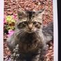 Photo of Humane Society For Greater Nashua