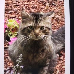 Humane Society For Greater Nashua - Our neighborhood Fluffy (does he look vicious to you??) Very sweet eyes.