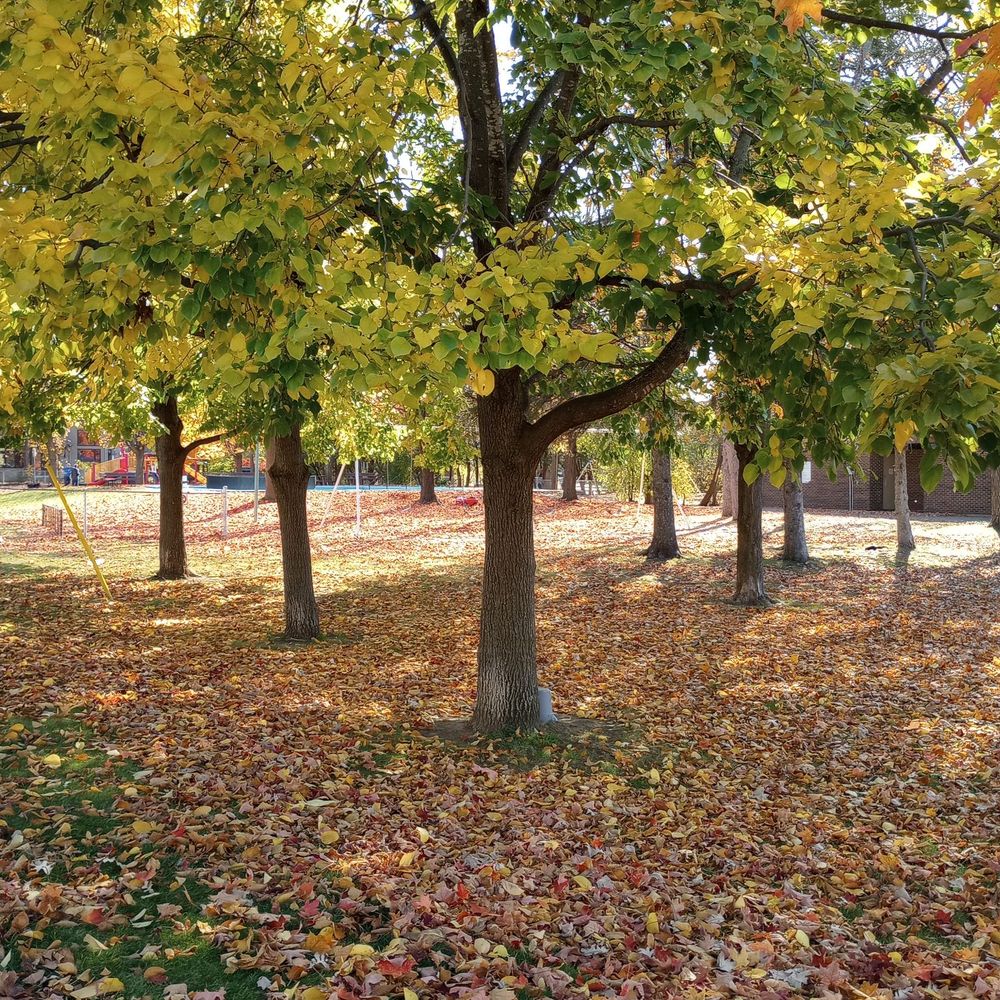 Champlain Park - Parks Near Me - Ottawa, Ontario Champlain Park - Parks Near Me - Ottawa, Ontario