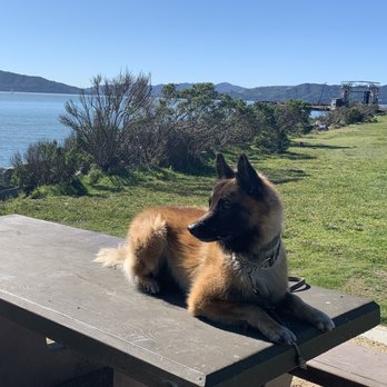Pet Food Express - Great store = happy dog. - Pet Stores Near Me - El Cerrito, California Pet Food Express - Great store = happy dog. - Pet Stores Near Me - El Cerrito, California