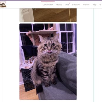 The Comforted Kitty - They will send you photos and notes about the visit with your cats!:) - Pet Sitting Near Me The Comforted Kitty - They will send you photos and notes about the visit with your cats!:) - Pet Sitting Near Me