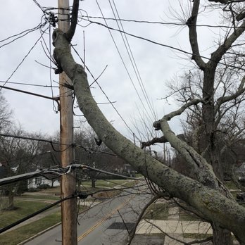 Black Bear Services - Tree Services Near Me Black Bear Services - Tree Services Near Me