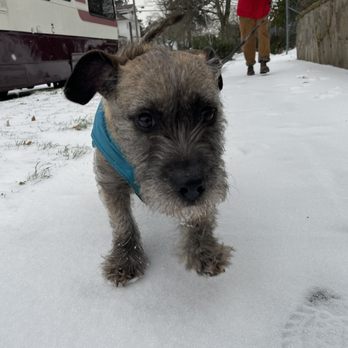 Doglingual Canine Training - The happy Bramble in question! - Pet Training Near Me
