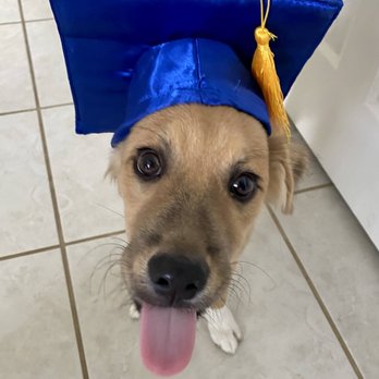 Fido's Finest Dog Training - Puppy graduate! - Pet Training Near Me