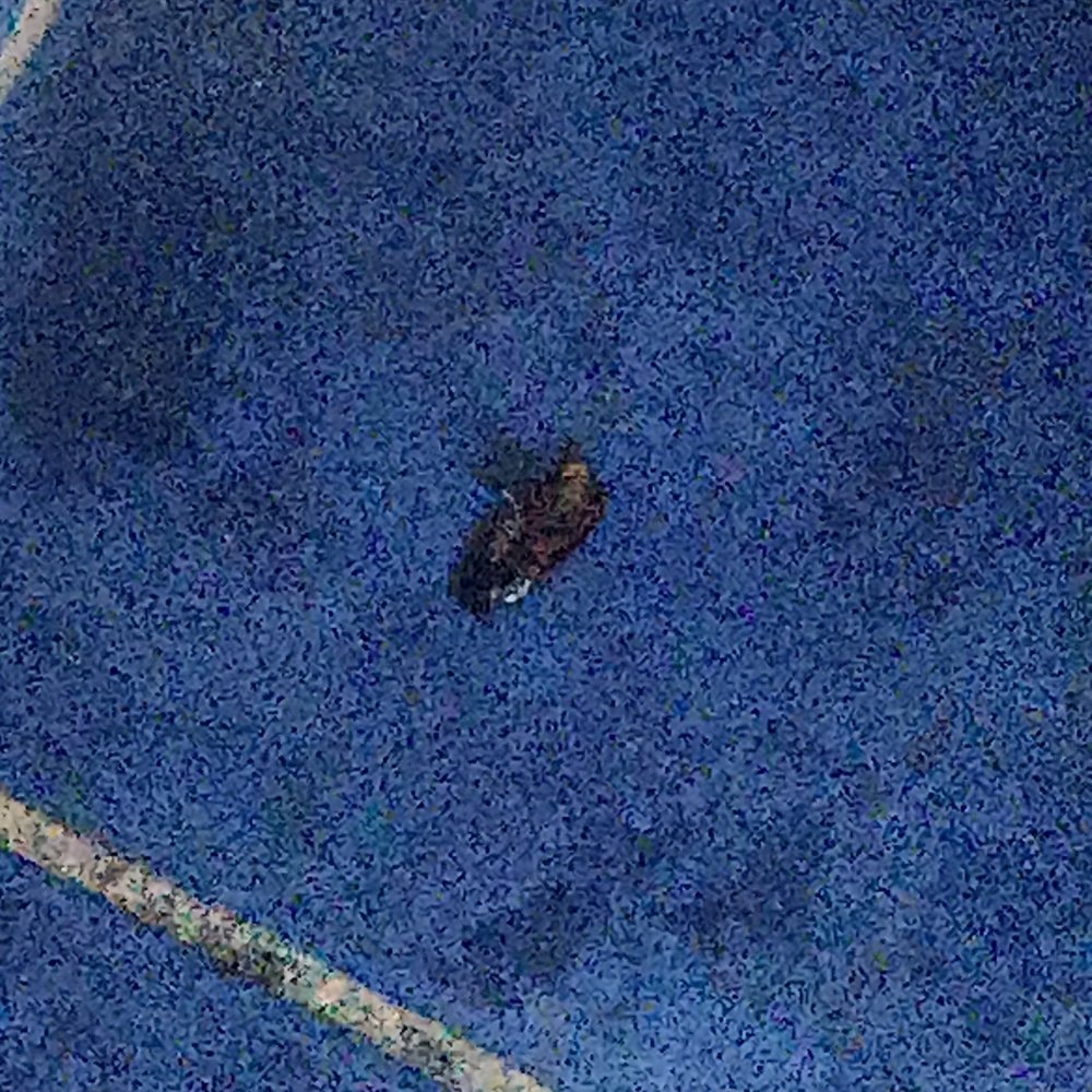 Cockroach Cockroach