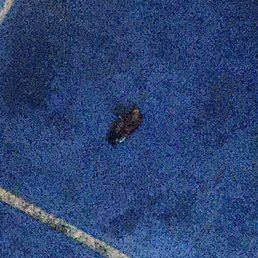 Cockroach Cockroach