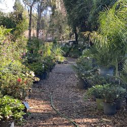 Dave's Landscaping & Nursery