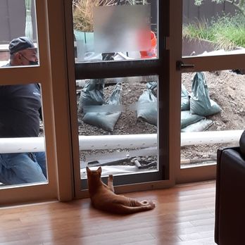Professional Drainage Experts - The guys made friends with my cats. - Irrigation Near Me - Garden Grove, California Professional Drainage Experts - The guys made friends with my cats. - Irrigation Near Me - Garden Grove, California