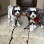 Photo of Ooh Lala Pet Spa