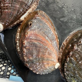 Big Island Abalone - Haliotisdiscus hanai species (Japanese Ezo) - Food Tours Near Me - Kailua Kona, Hawaii Big Island Abalone - Haliotisdiscus hanai species (Japanese Ezo) - Food Tours Near Me - Kailua Kona, Hawaii