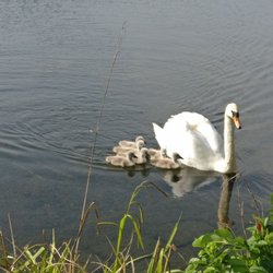 Killingworth Lakeside Park - Baby Swans and their Mother at Killingworth Lakeside Park