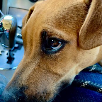 Northeast Ohio - This face is why you should adopt and volunteer! - Animal Shelters Near Me - Parma, Ohio