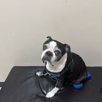 Hancock Park Veterinary Clinic - Veterinarians Near Me - Los Angeles, California