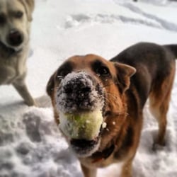 Florence Ace Hardware - Meet Rudy, another Ace dog!  We are his tennis ball hookup!