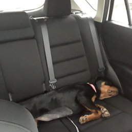 After I picked her up, Hazel climbed into the backseat and slept all the way home! After I picked her up, Hazel climbed into the backseat and slept all the way home!