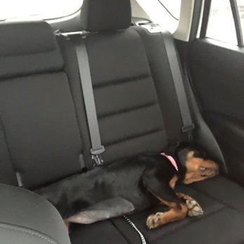 PoshPaws - After I picked her up, Hazel climbed into the backseat and slept all the way home! - Pet Sitting Near Me PoshPaws - After I picked her up, Hazel climbed into the backseat and slept all the way home! - Pet Sitting Near Me
