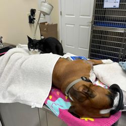 White Rose Veterinary Clinic