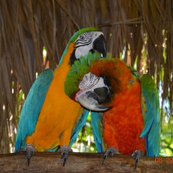 Jungle Island - Some cute birdies - Amusement Parks Near Me - Miami, Florida Jungle Island - Some cute birdies - Amusement Parks Near Me - Miami, Florida
