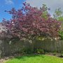 TNT Tree Service