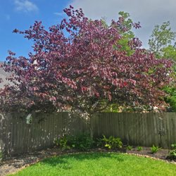 TNT Tree Service