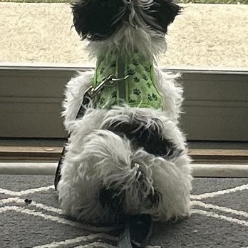 Pawsome Pups - Pet Stores Near Me - Dublin, Ohio