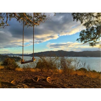 Hippie Tree - Hiking Near Me - Tiburon, California