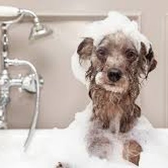 Four Paws Grooming - Pet Groomers Near Me - Walnut Creek, California