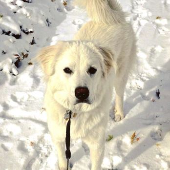 Zoologie Pet Services - Dog Walkers Near Me Zoologie Pet Services - Dog Walkers Near Me