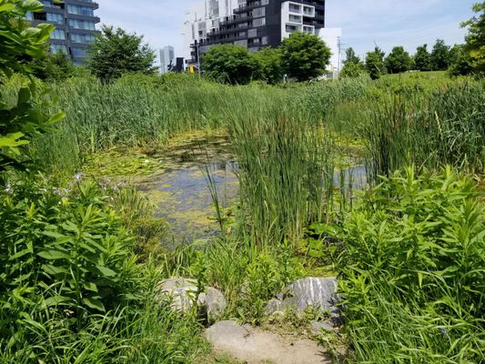 Corktown Common by null