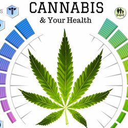 Midwest CBD - Healing