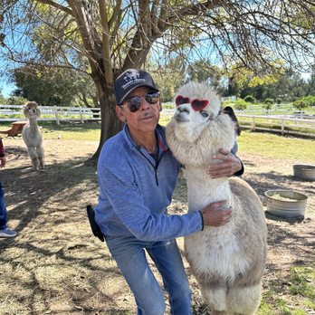 Canzelle Alpacas - Farms Near Me - Carpinteria, California Canzelle Alpacas - Farms Near Me - Carpinteria, California