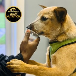 Wave Nutrition