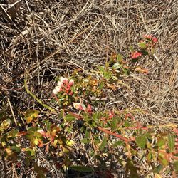 Bald Point State Park - Wildflowers