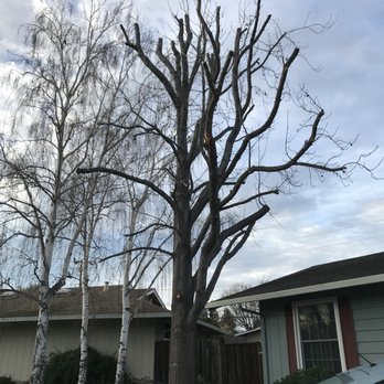 One Two Tree Care - after - Tree Services Near Me - Fremont, California One Two Tree Care - after - Tree Services Near Me - Fremont, California