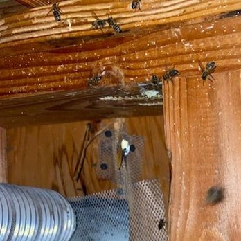 Aliza's Bee Removal - After: Mike cleared the hive and screened off the opening where the bees were coming in. - Pest Control Near Me - Poway, California
