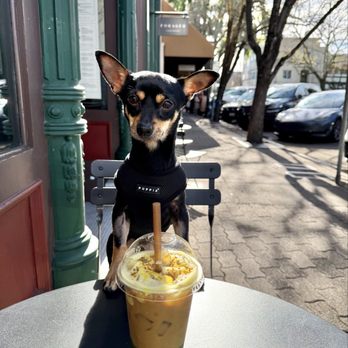 Carmella - Honey turmeric latte - Juice Bars & Smoothies Near Me - Healdsburg, California Carmella - Honey turmeric latte - Juice Bars & Smoothies Near Me - Healdsburg, California