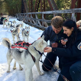Braeburn Siberians - Just engaged! Celebrating with dogs and champagne - in that order! - Sledding Near Me Braeburn Siberians - Just engaged! Celebrating with dogs and champagne - in that order! - Sledding Near Me