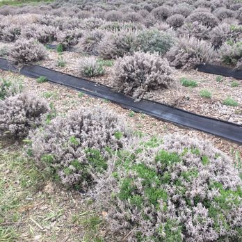 Belli Fiori Lavender - Attraction Farms Near Me - Grand Junction, Colorado Belli Fiori Lavender - Attraction Farms Near Me - Grand Junction, Colorado