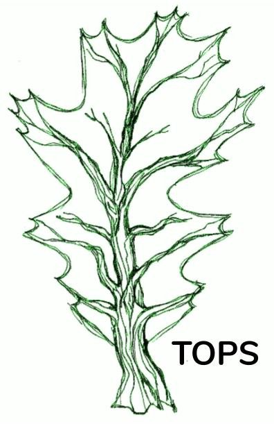 Tacoma Outdoor School - childcare center in Tacoma, WA