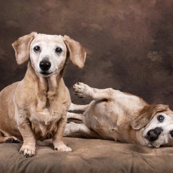 Sandra Ferguson Photography - Pet Photography Near Me Sandra Ferguson Photography - Pet Photography Near Me