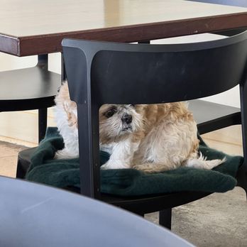 Pitango Bakery Cafe - dog - Cafes Near Me - Baltimore, Maryland