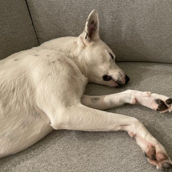 Arf-Anage Dog Rescue - Sleepy after the dog park. - Animal Shelters Near Me - Maricopa, Arizona