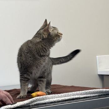 Greendale Village Vet - What's over there? - Veterinarians Near Me - Greendale, Wisconsin Greendale Village Vet - What's over there? - Veterinarians Near Me - Greendale, Wisconsin