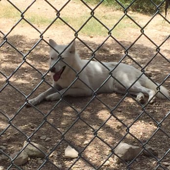 Austin Zoo - Wolf - Zoos Near Me - Austin, Texas
