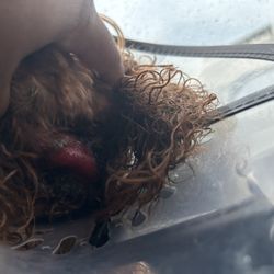 Pawpurrazzi Grooming - Cut my dogs neck really bad. Been a week and 3 vet visits still won't heal. The grooming service was not cheap and this is unacceptable