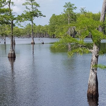 George L Smith State Park - Parks Near Me - Twin City, Georgia