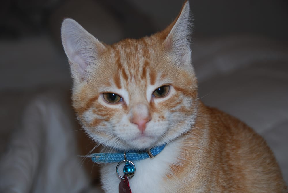 LOCUST VALLEY PET FOOD Updated October 2024 85 Birch Hill Rd, Locust Valley, New York Pet