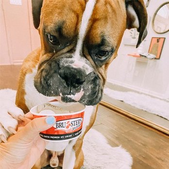 Bruster's Real Ice Cream - Free Doggie Sundaes available every day! - Ice Cream & Frozen Yogurt Near Me - Fishers, Indiana Bruster's Real Ice Cream - Free Doggie Sundaes available every day! - Ice Cream & Frozen Yogurt Near Me - Fishers, Indiana