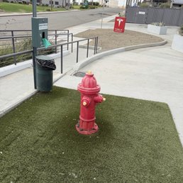 Doggie relief grass Doggie relief grass